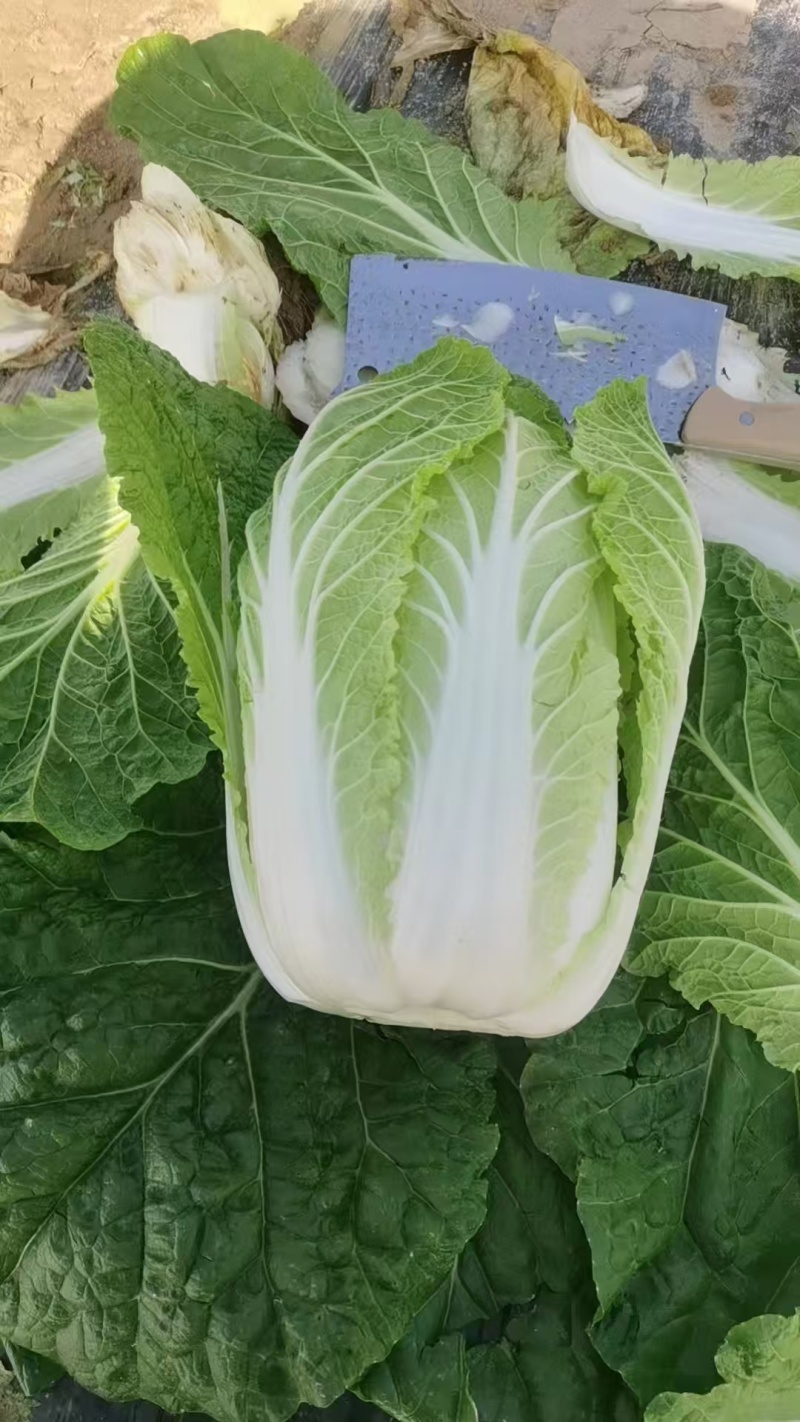 黄心白菜陕西白菜规格齐全产地大量现货供应。视频看货发全国
