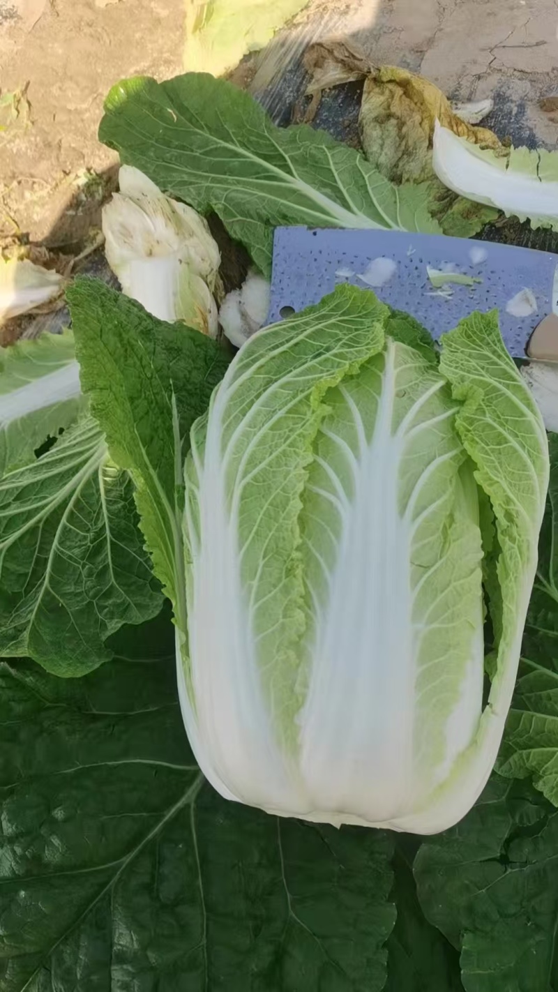 黄心白菜陕西白菜规格齐全产地大量现货供应。视频看货发全国