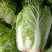 黄心白菜陕西白菜规格齐全产地大量现货供应。视频看货发全国