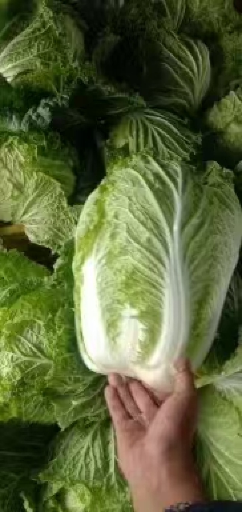 黄心白菜陕西白菜规格齐全产地大量现货供应。视频看货发全国