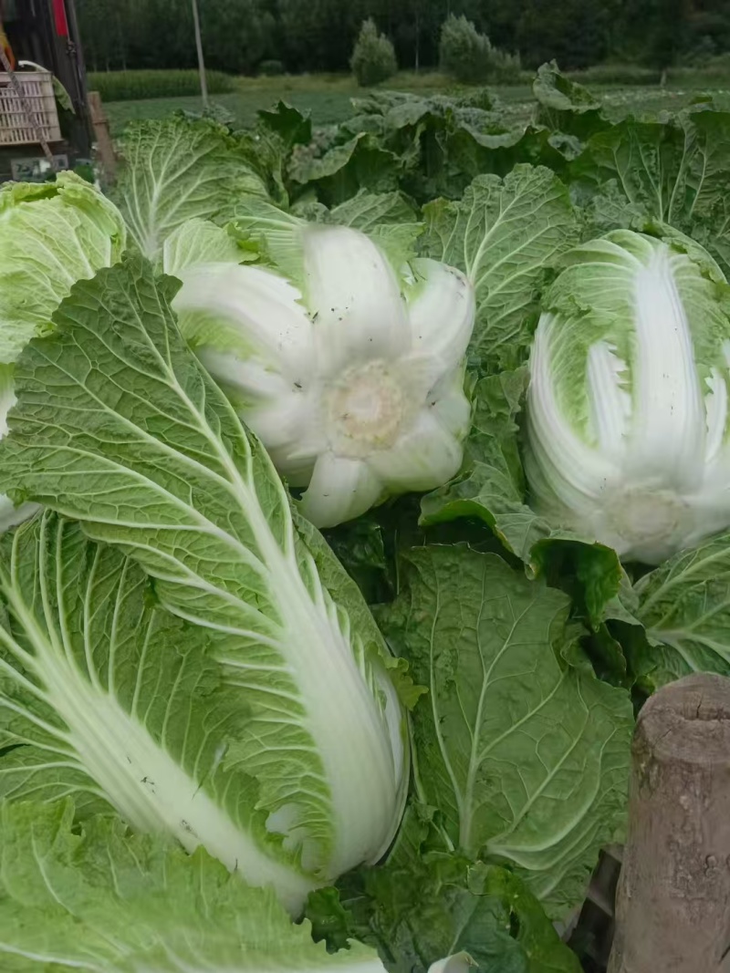 黄心白菜陕西白菜规格齐全产地大量现货供应。视频看货发全国