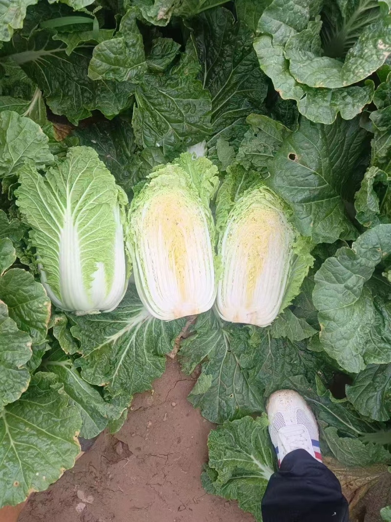 黄心白菜陕西白菜规格齐全产地大量现货供应。视频看货发全国