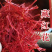 藏红花无加工原味泡茶泡水喝滋补养生跟原料新疆包邮发货