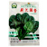 荷兰强势大叶菠菜种子耐寒高产叶片肥厚芽率高基地品种
