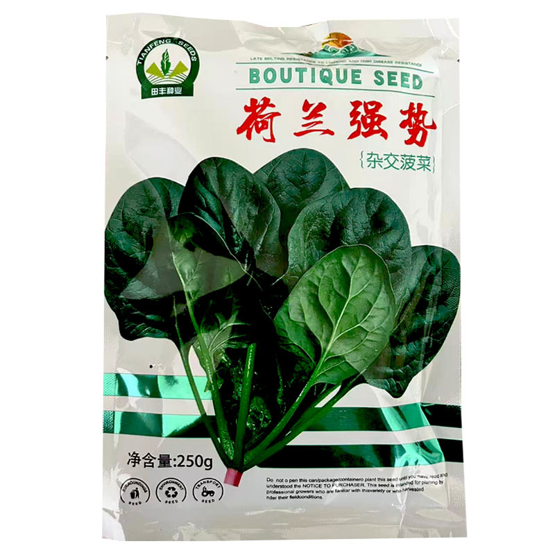 荷兰强势大叶菠菜种子耐寒高产叶片肥厚芽率高基地品种