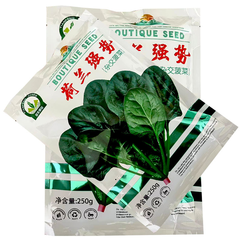 荷兰强势大叶菠菜种子耐寒高产叶片肥厚芽率高基地品种