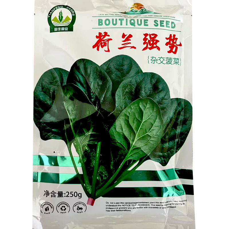 荷兰强势大叶菠菜种子耐寒高产叶片肥厚芽率高基地品种