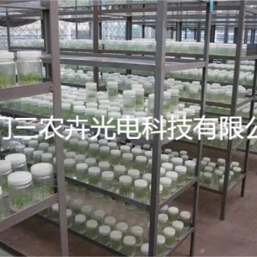 60cm-桉树组培灯
