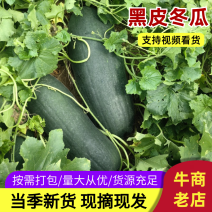 河北黑霸冬瓜基地货，品质保证，量大从优欢迎来电咨询