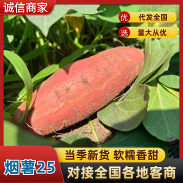 【实力推荐】红薯，河北烟薯，红皮红心无丝，口感甜如蜜