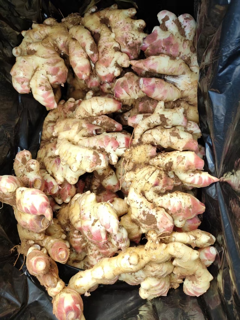 云南红河建水县生姜大量有货/精品生姜产地发货量大从优