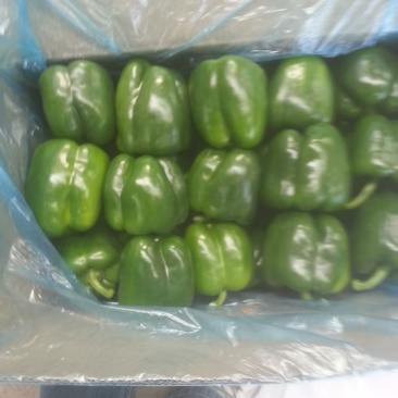 【新鲜发货】山东厚皮圆椒菜椒太空椒产地直发整车发货