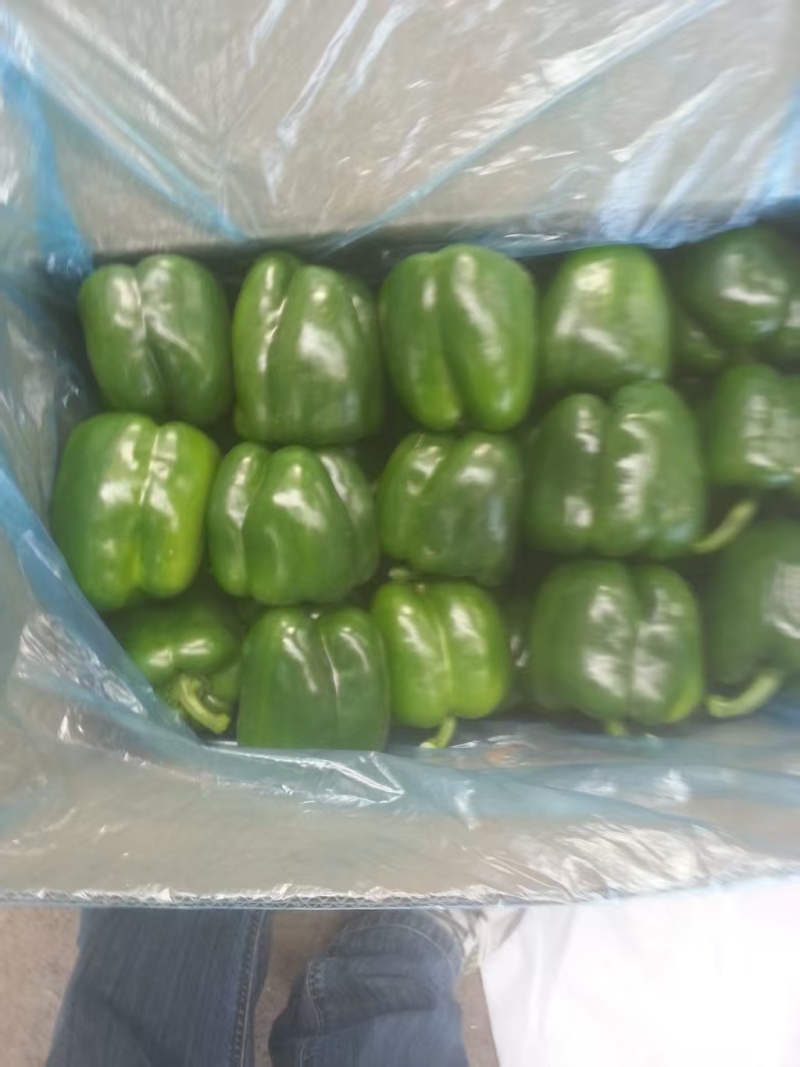 【新鲜发货】山东厚皮圆椒菜椒太空椒产地直发整车发货