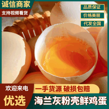 【热卖】海兰灰粉壳鲜鸡蛋，基地直发，价格实惠