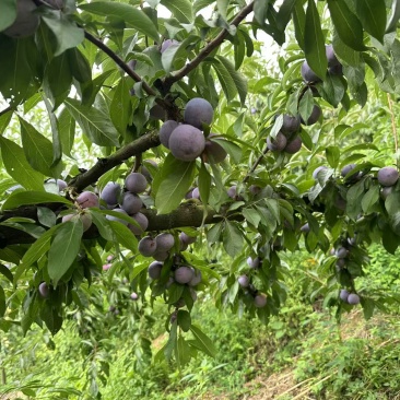 翠红李子大量有货对接各大平台可视频看货