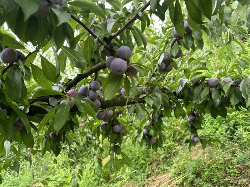 翠红李子大量有货对接各大平台可视频看货