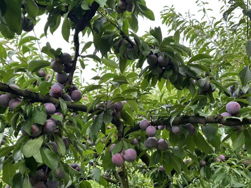 翠红李子大量有货对接各大平台可视频看货