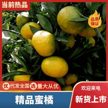 四川资阳特早蜜橘，八月末上市皮薄多汁，产地发货，质量上乘