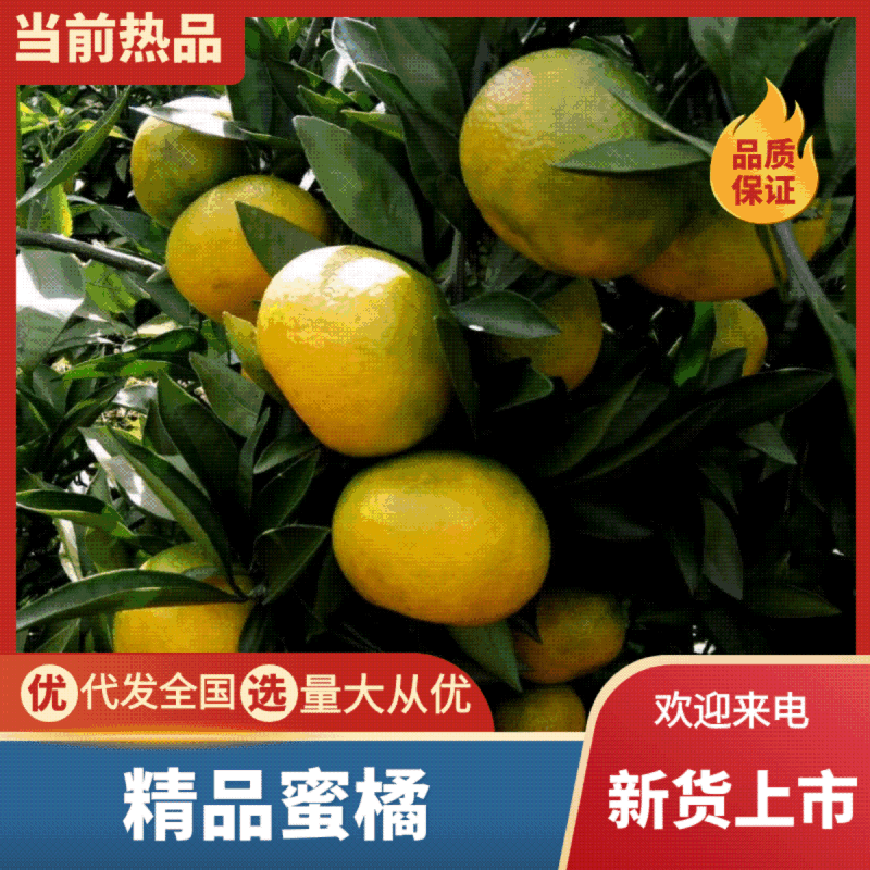 精品柑桔资中蜜桔一手货源无中间商供应全国欢迎选购