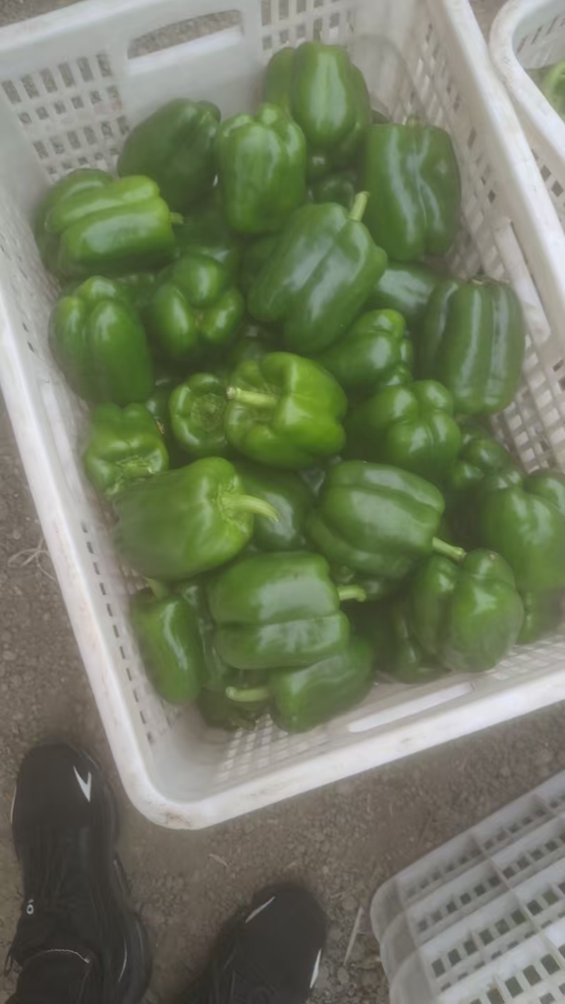 【新鲜发货】山东厚皮圆椒菜椒太空椒产地直发整车发货