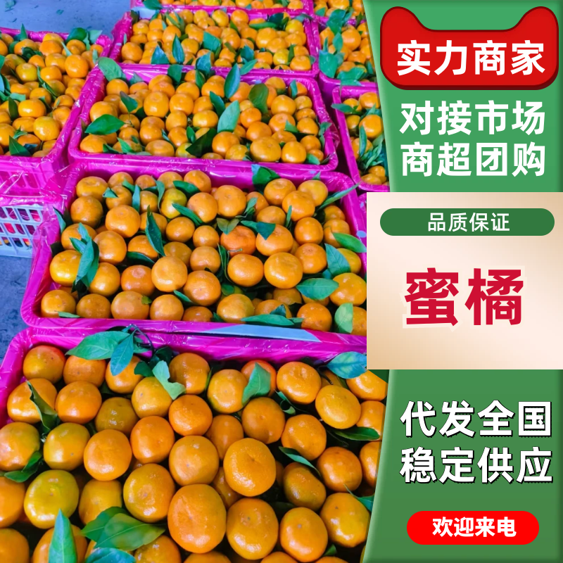 【放心购买】湖北蜜橘特早蜜橘基地直发供应全国市场