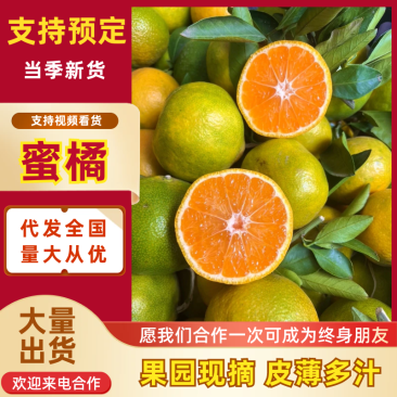 湖北蜜橘湖北特早蜜橘万亩果园持续供应对接各大市场