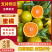 湖北蜜橘湖北特早蜜橘万亩果园持续供应对接各大市场