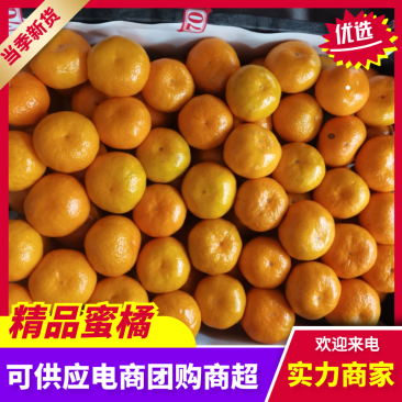 【特早蜜橘】高山蜜橘基地直发支持实地和视频看货