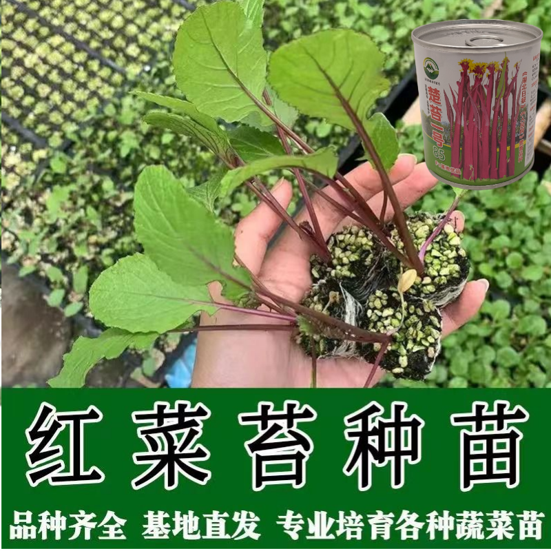 武汉洪山区正宗红菜苔苗子高品质基地楚苔一号1000棵起卖