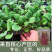 武汉洪山区正宗红菜苔苗子高品质基地楚苔一号1000棵起卖
