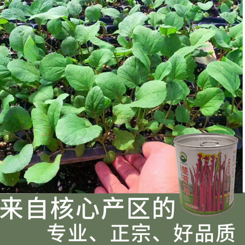 武汉洪山区正宗红菜苔苗子高品质基地楚苔一号1000棵起卖