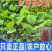 武汉洪山区正宗红菜苔苗子高品质基地楚苔一号1000棵起卖