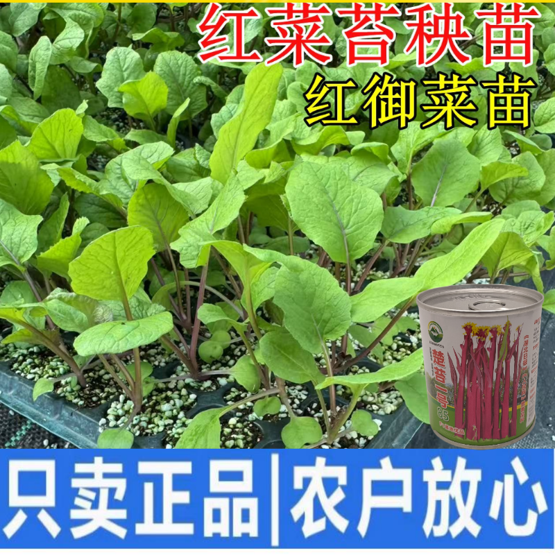 武汉洪山区正宗红菜苔苗子高品质基地楚苔一号1000棵起卖