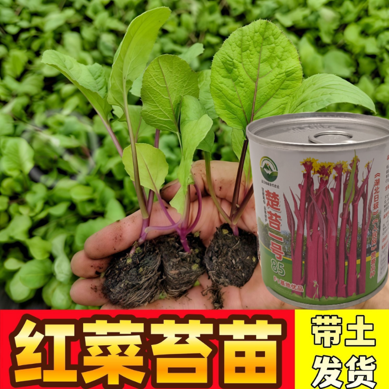 武汉洪山区正宗红菜苔苗子高品质基地楚苔一号1000棵起卖