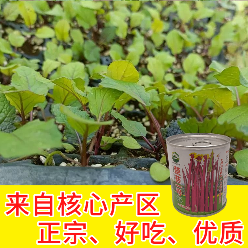 武汉洪山区正宗红菜苔苗子高品质基地楚苔一号1000棵起卖