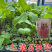 武汉洪山区正宗红菜苔苗子高品质基地楚苔一号1000棵起卖