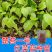 武汉洪山区正宗红菜苔苗子高品质基地楚苔一号1000棵起卖