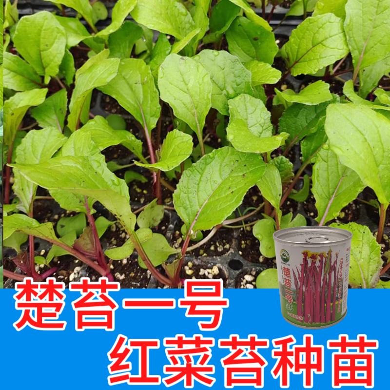 武汉洪山区正宗红菜苔苗子高品质基地楚苔一号1000棵起卖