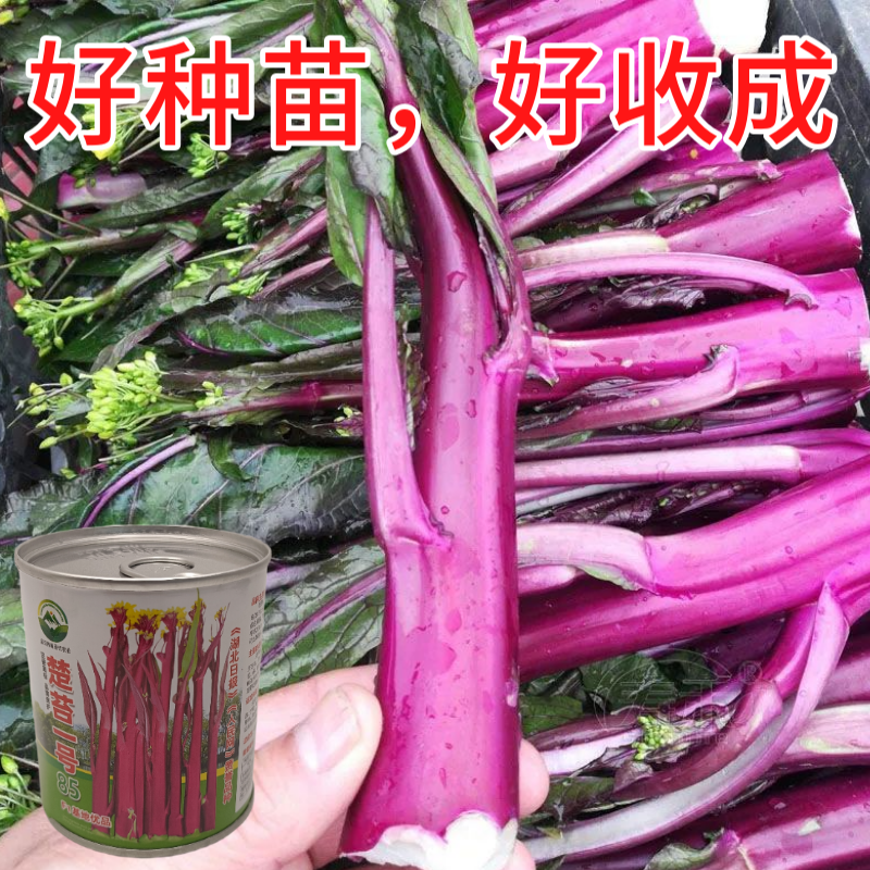 武汉洪山区正宗红菜苔苗子高品质基地楚苔一号1000棵起卖