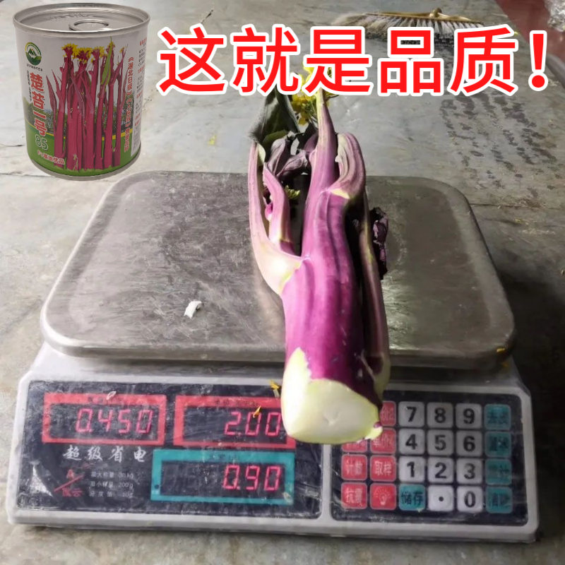 武汉洪山区正宗红菜苔苗子高品质基地楚苔一号1000棵起卖