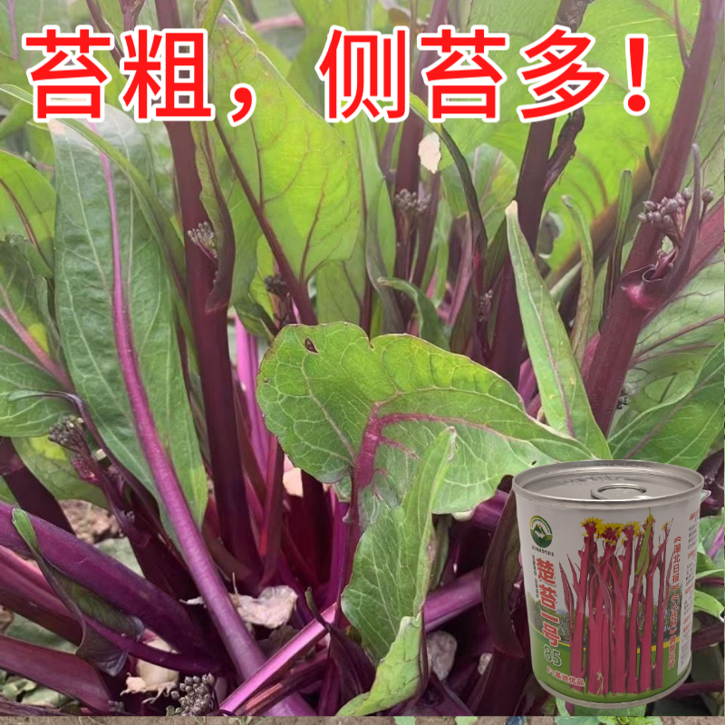 武汉洪山区正宗红菜苔苗子高品质基地楚苔一号1000棵起卖