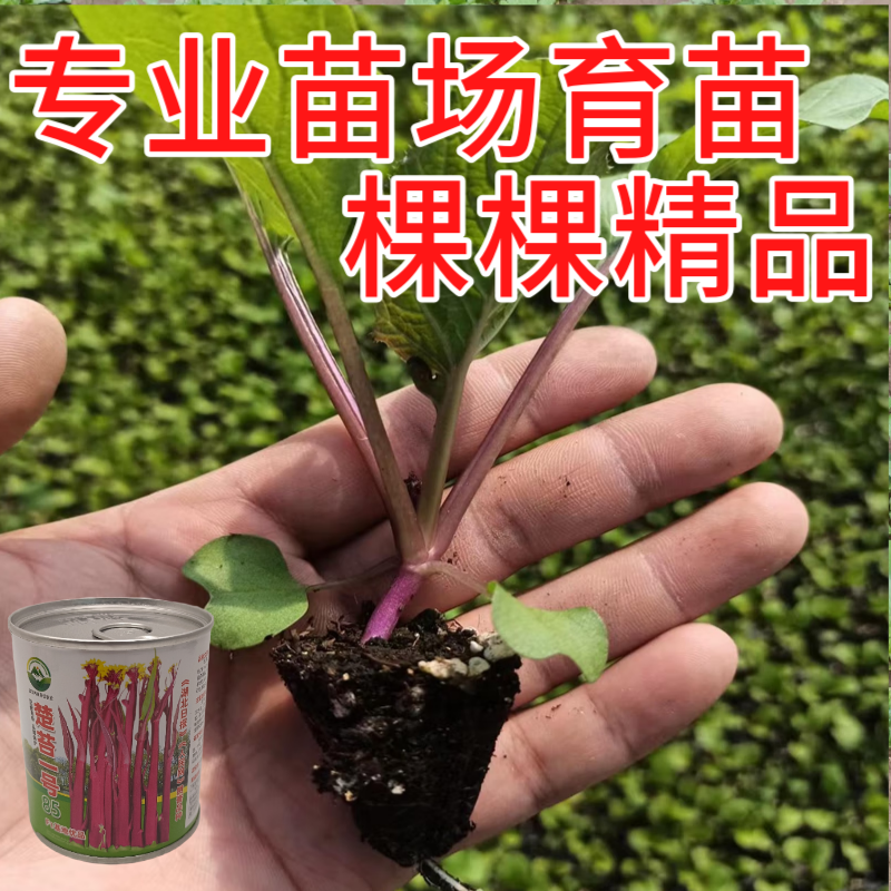 武汉洪山区正宗红菜苔苗子高品质基地楚苔一号1000棵起卖