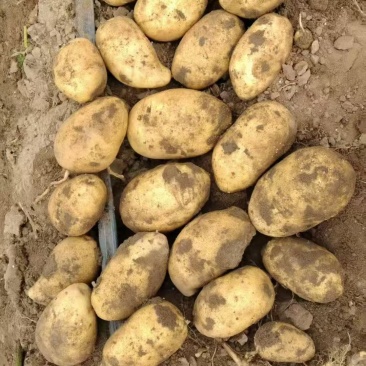 河北土豆希森6号土豆，大量现货供应，对接电商市场批发商