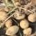河北土豆希森6号土豆，大量现货供应，对接电商市场批发商