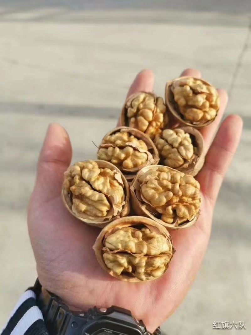 【包邮】精品185纸皮核桃当季现货新鲜现摘，欢迎下单采购