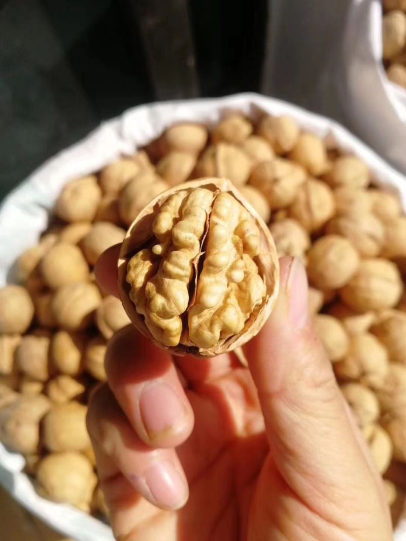 【包邮】精品185纸皮核桃当季现货新鲜现摘，欢迎下单采购
