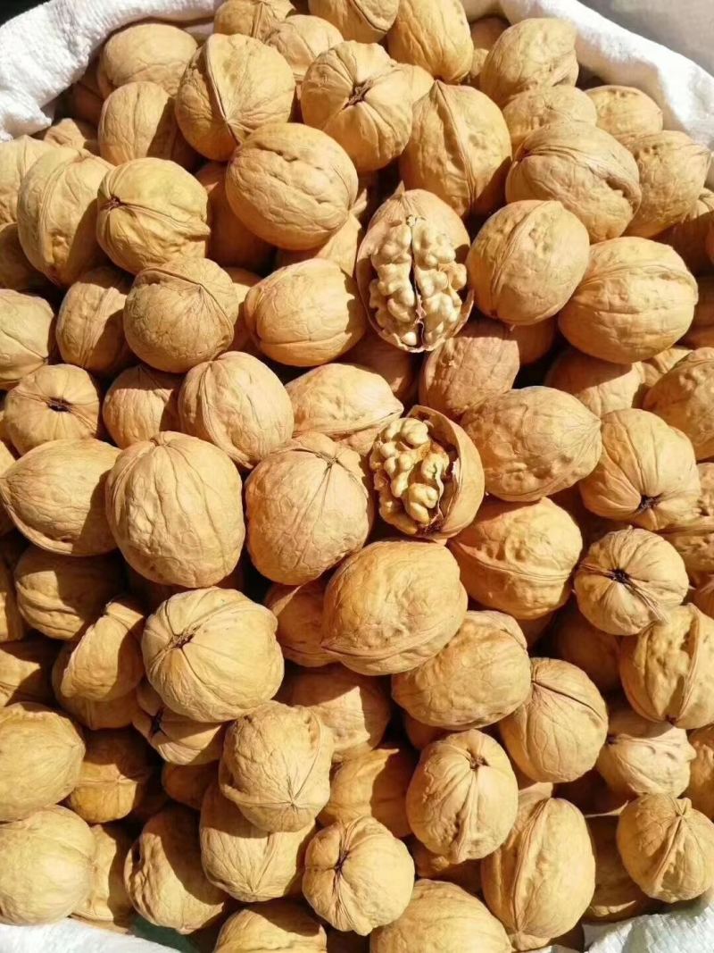 【包邮】精品185纸皮核桃当季现货新鲜现摘，欢迎下单采购