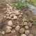 河北土豆希森6号土豆，大量现货供应，对接电商市场批发商