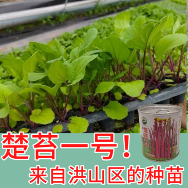 武汉洪山区正宗红菜苔苗子高品质基地楚苔一号1000棵起卖
