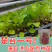 武汉洪山区正宗红菜苔苗子高品质基地楚苔一号1000棵起卖